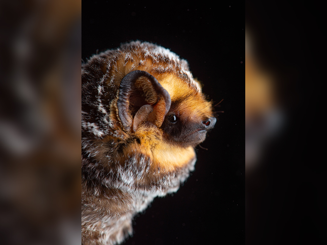 Shedding light on bats in the Okanagan Valley TimesChronicle.ca