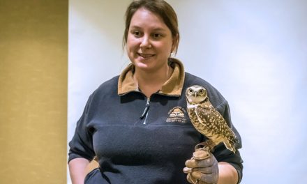 Pluto the burrowing owl makes appearance at Desert Society event