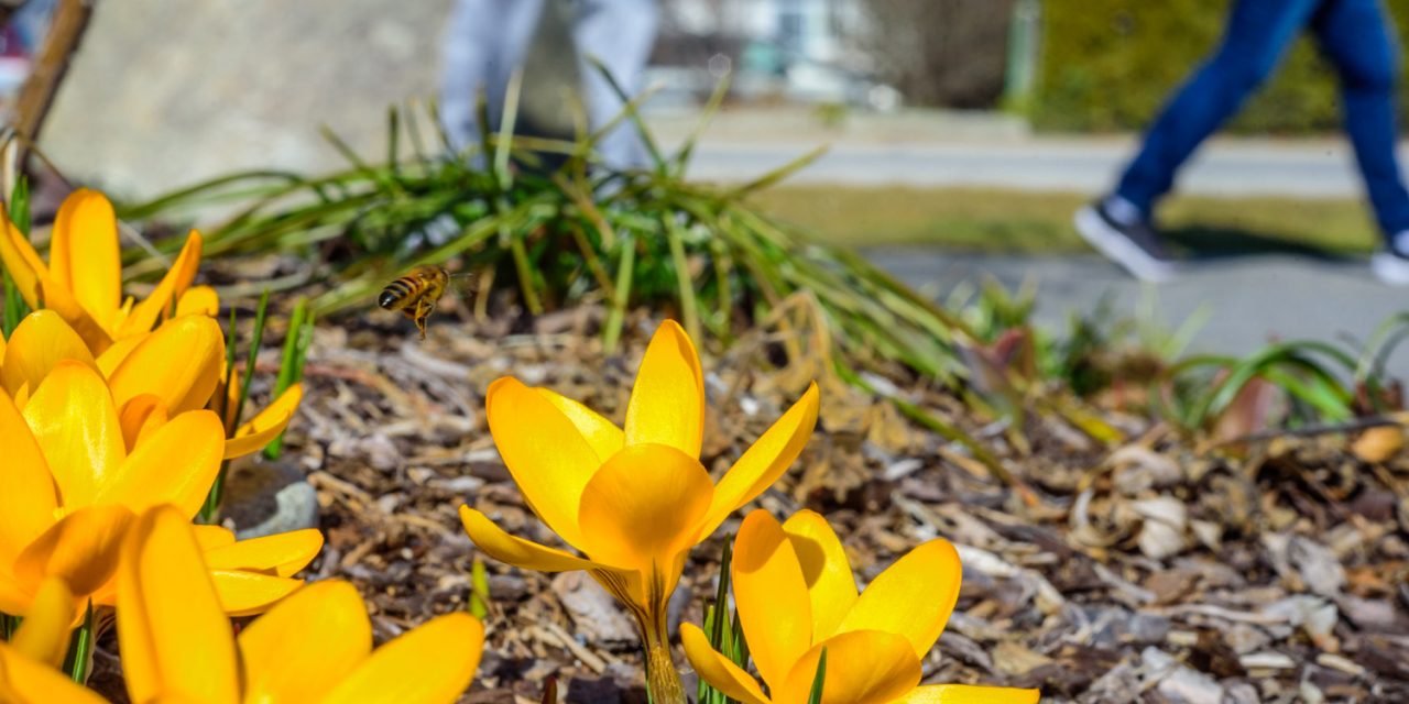 Flowers on Pioneer Walkway another sign of spring in Osoyoos