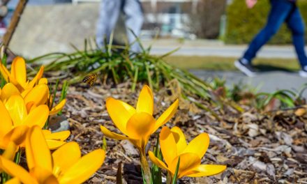 Flowers on Pioneer Walkway another sign of spring in Osoyoos