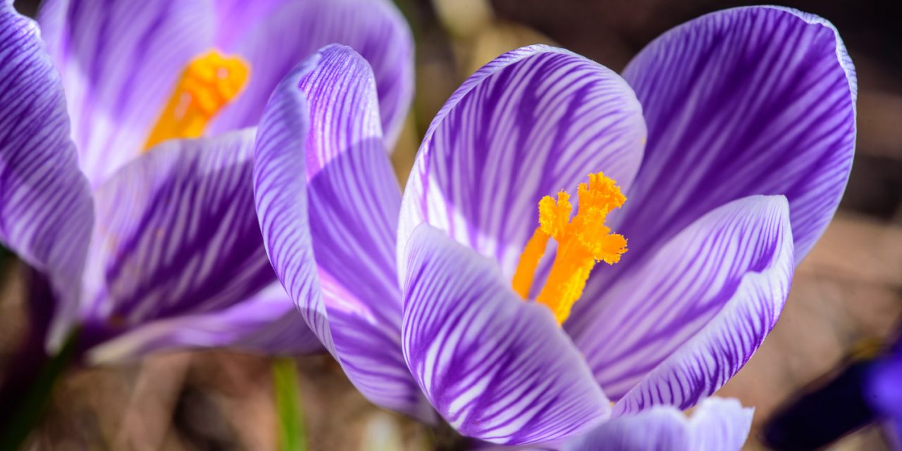 Another mild winter makes millions of Canadians envy us in South Okanagan