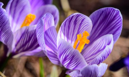 Many reasons to be happy spring is just around the corner