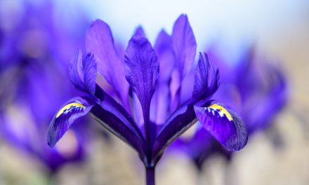 Signs of early spring