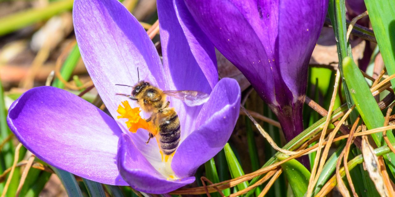 Endangered bees are topic of Desert Society’s film and lecture Saturday