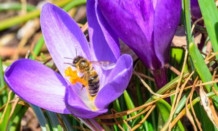 Endangered bees are topic of Desert Society’s film and lecture Saturday