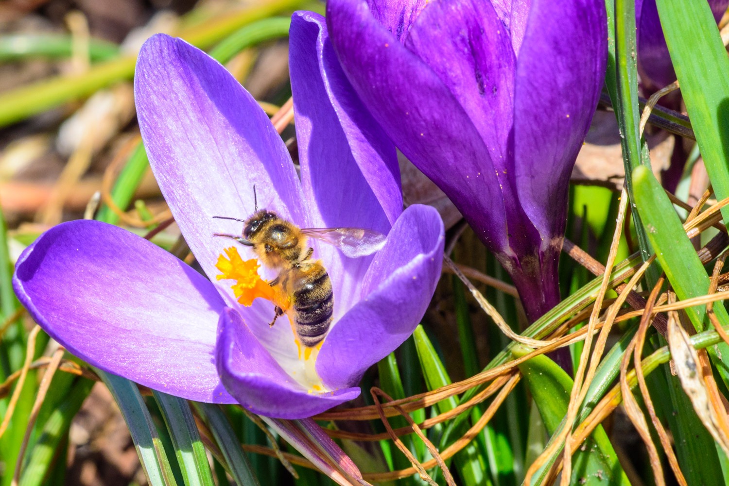The thermometer at Osoyoos Elementary School may be a degree or two high, but the temperature in Osoyoos on Saturday was at least 14 degrees, and feeling very much like spring has arrived. (Richard McGuire photo)