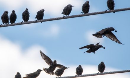 Trapping continues for invasive starlings