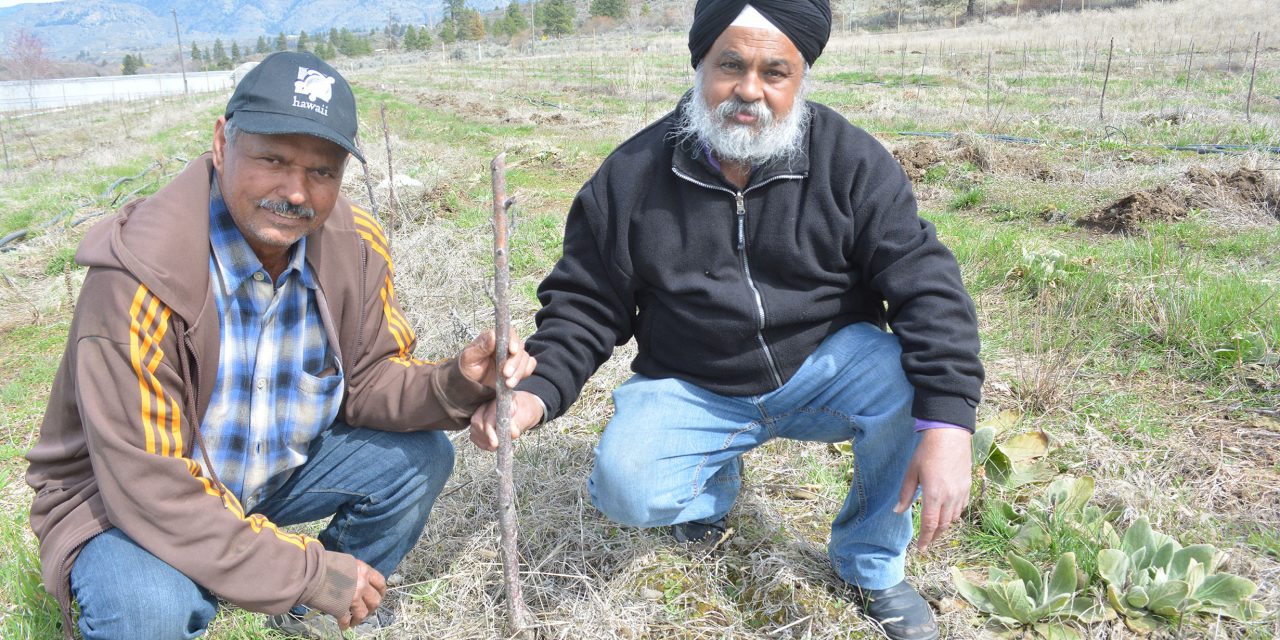 Grower calls for help after deer destroy crop