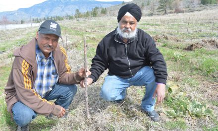 Grower calls for help after deer destroy crop