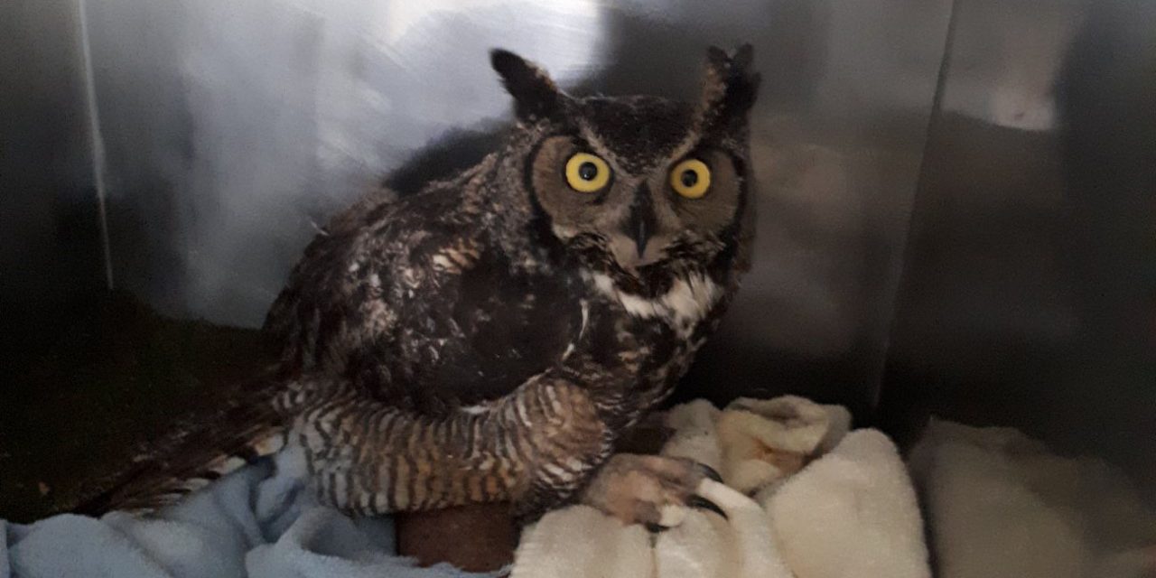 SORCO treating great horned owl who ate poisoned mouse TimesChronicle.ca