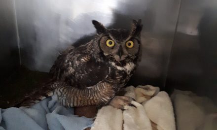 SORCO treating great horned owl who ate poisoned mouse