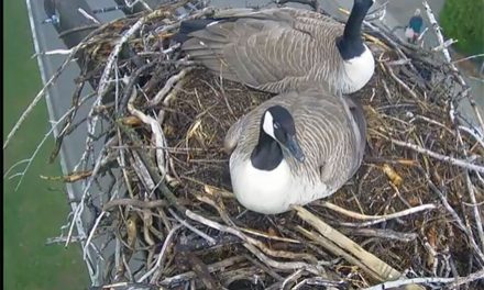 Osprey nest webcam goes live