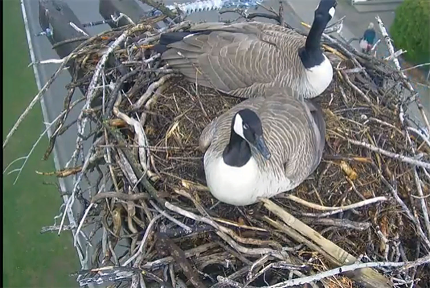It's supposed to be an osprey cam, but a couple of Canada geese have moved in to take over the nest.