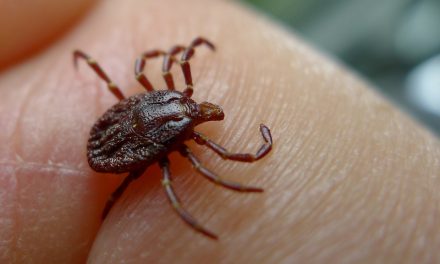 Time to talk ticks, says Interior Health