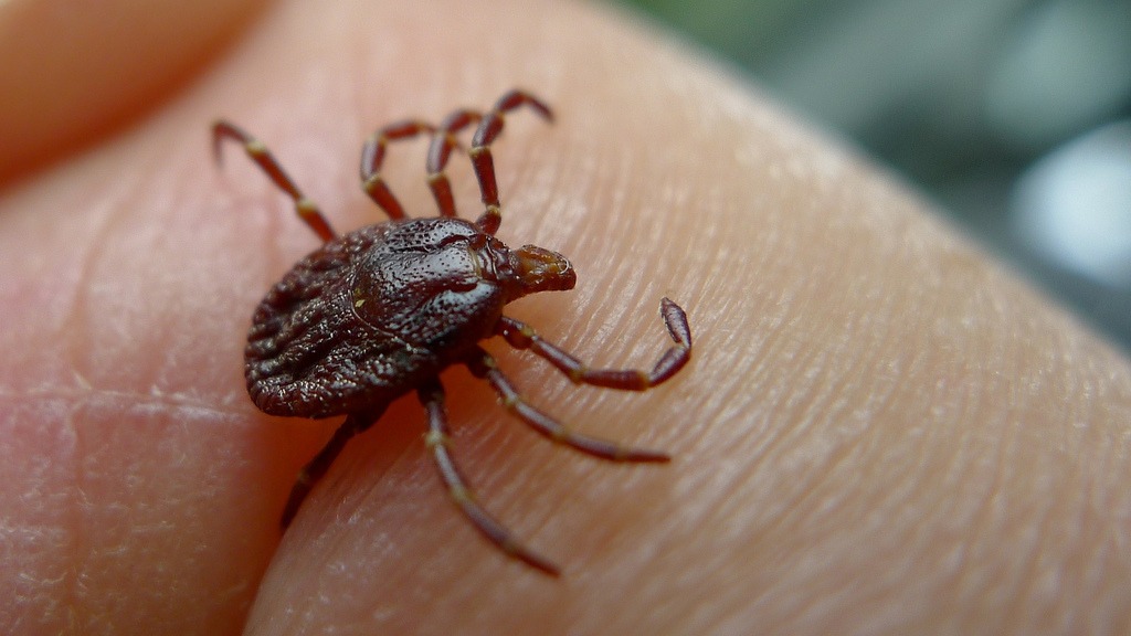 Time to talk ticks, says Interior Health