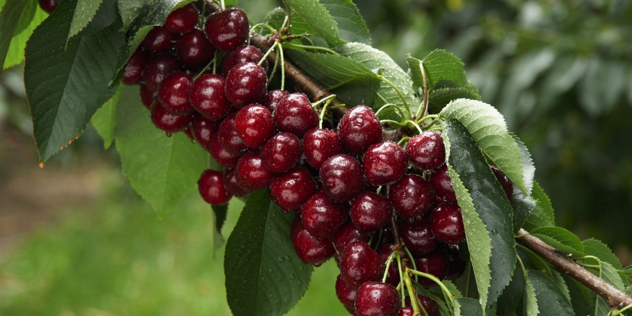 Fruit growers get $5 million extreme weather help