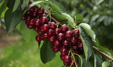 Record cherry volumes expected this season
