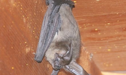 Volunteers needed to count bats for annual census
