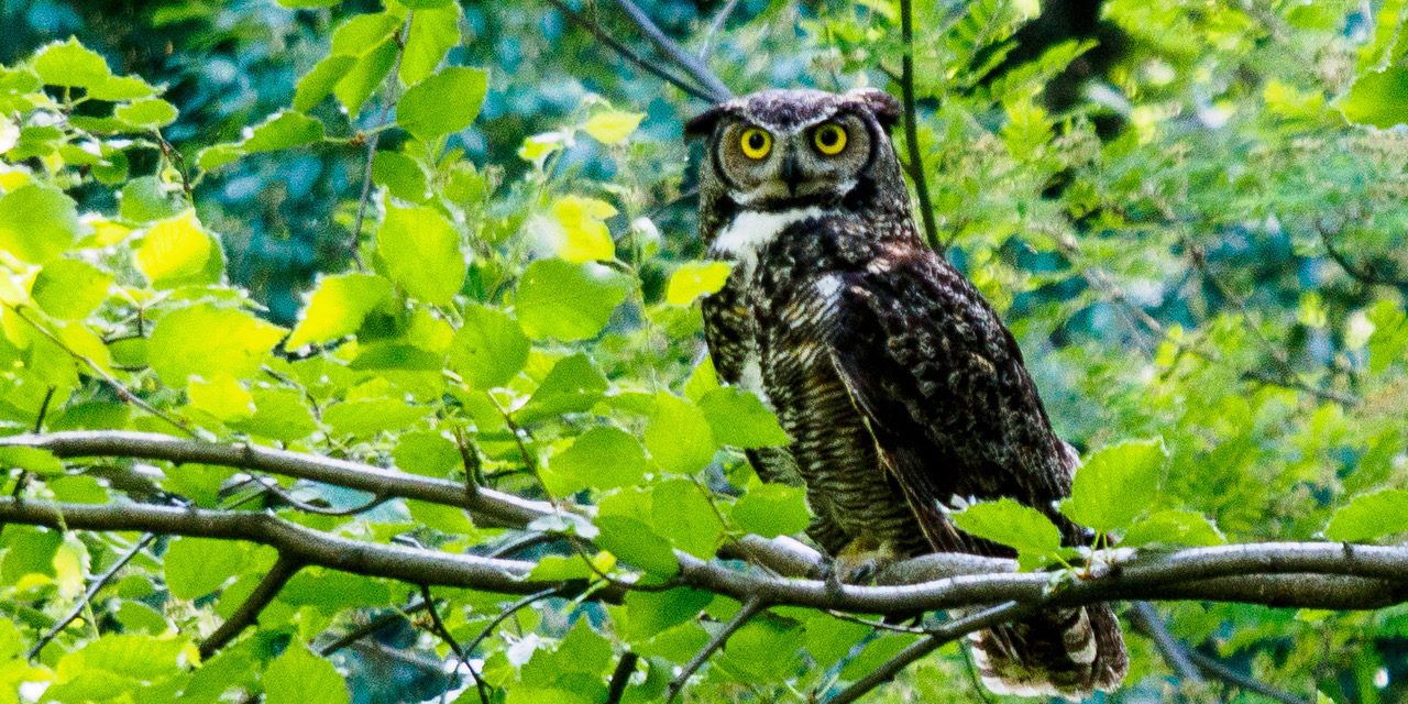 Happy ending for SORCO owl