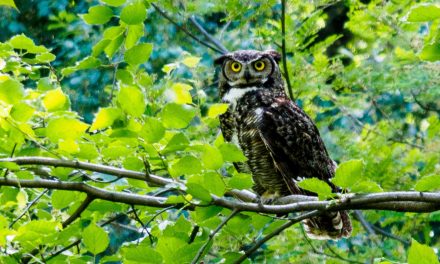 Happy ending for SORCO owl