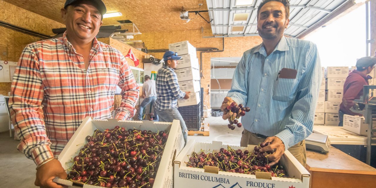 It’s cherry time in Osoyoos