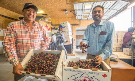 It’s cherry time in Osoyoos