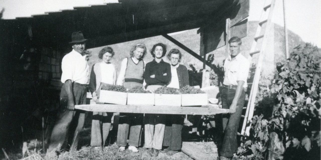 The Way We Were: Cherry harvests have been occurring here for many years