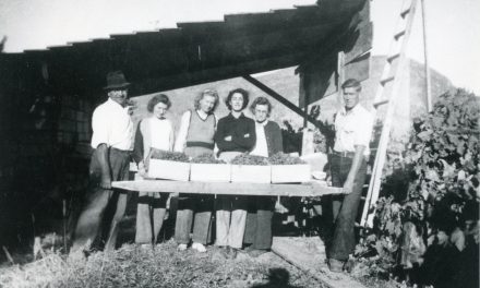 The Way We Were: Cherry harvests have been occurring here for many years