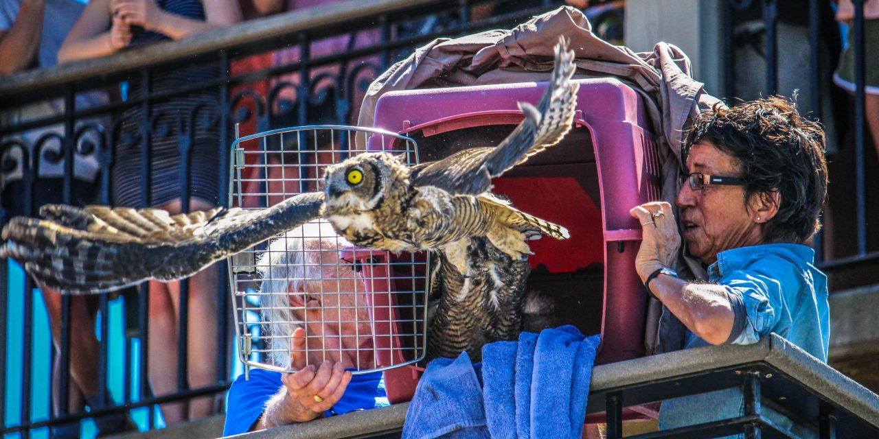 Poisoned owl family released into wild