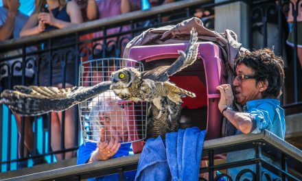 Poisoned owl family released into wild