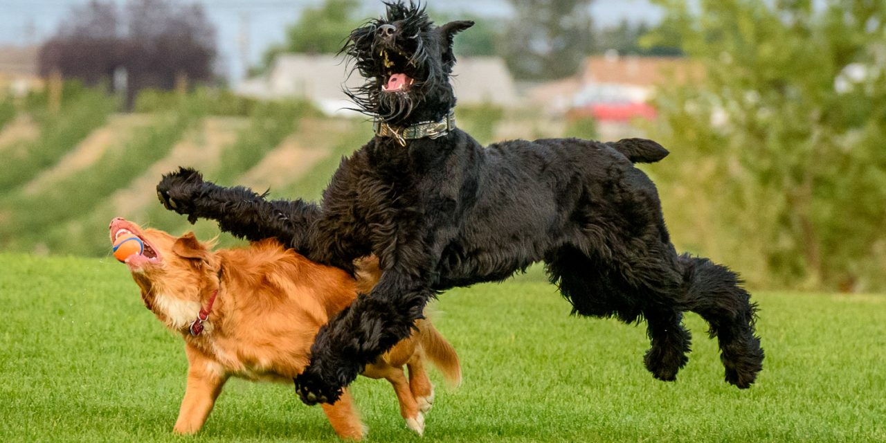 EDITORIAL: Compromise on dog park makes everyone a winner