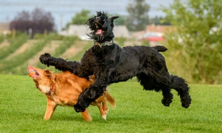 EDITORIAL: Compromise on dog park makes everyone a winner