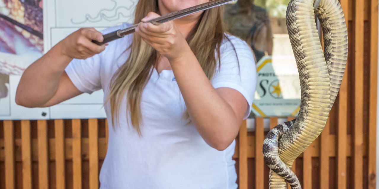 Nk’Mip Desert Cultural Centre welcomes new rattler for World Snake Day