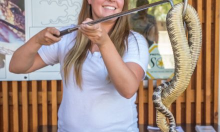 Nk’Mip Desert Cultural Centre welcomes new rattler for World Snake Day