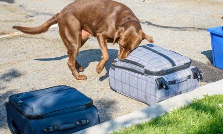 Detector dog assists CBSA in efforts to keep illegal guns out of Canada; most guns brought by Americans who don’t know the rules