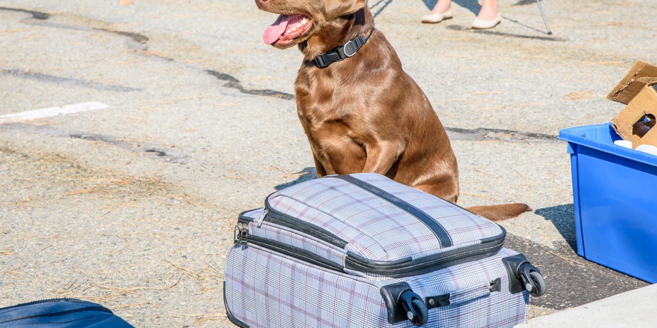 VIDEO Detector dog helps CBSA in efforts to keep illegal guns out of