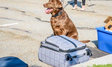 VIDEO: Detector dog helps CBSA in efforts to keep illegal guns out of Canada