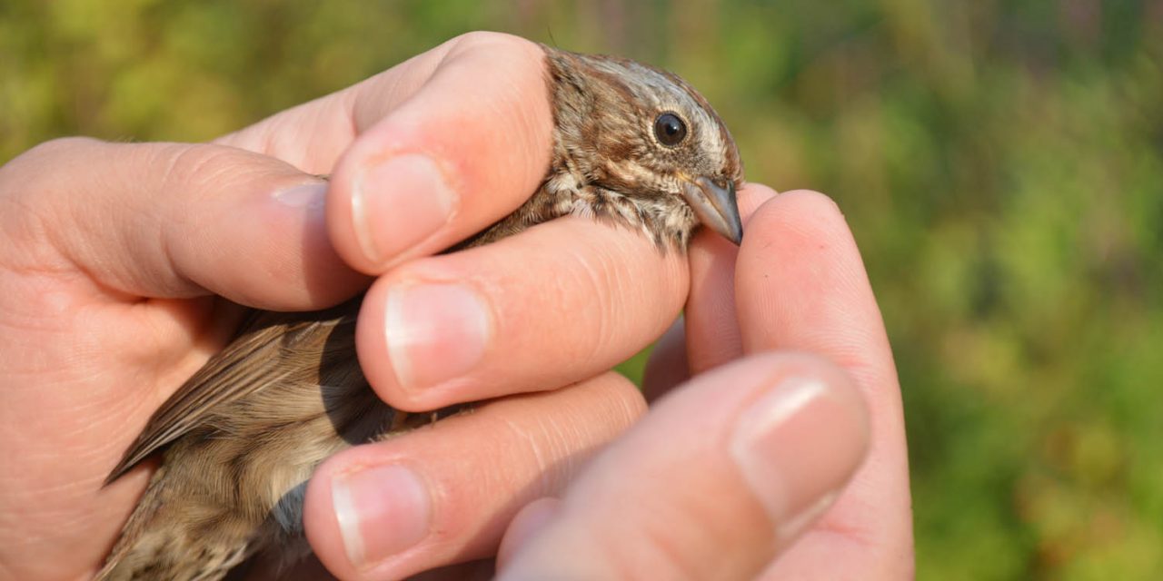 Bird observatory open house takes flight Sept. 23