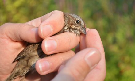 Bird observatory open house takes flight Sept. 23