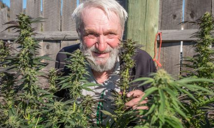 ELECTION: From brilliant computer programmer to pothead, Pederson’s focus is cannabis