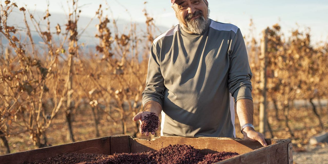 Local winemakers excited about this year’s vintage