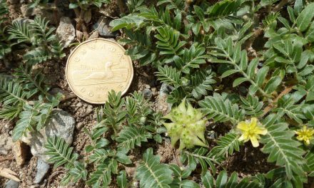 Bylaw change aims to stop spread of puncturevine