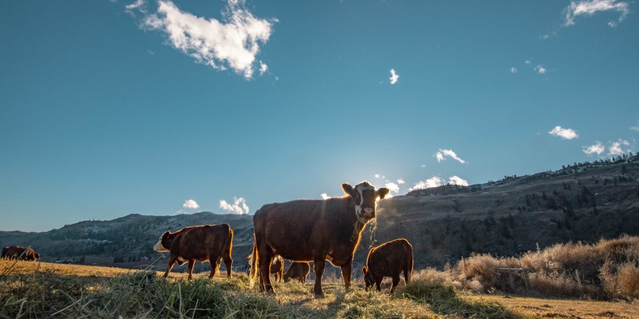 Grazing calf takes suspected bullet