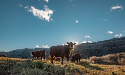 Grazing calf takes suspected bullet