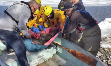 Exhaustive ice rescue mission saves dog on Osoyoos Lake