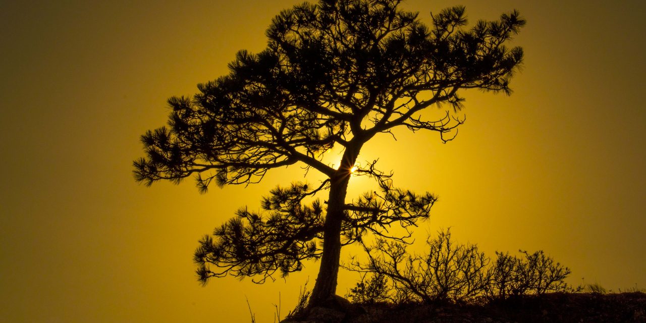 National park supporters anticipate report