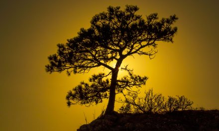 National park supporters anticipate report