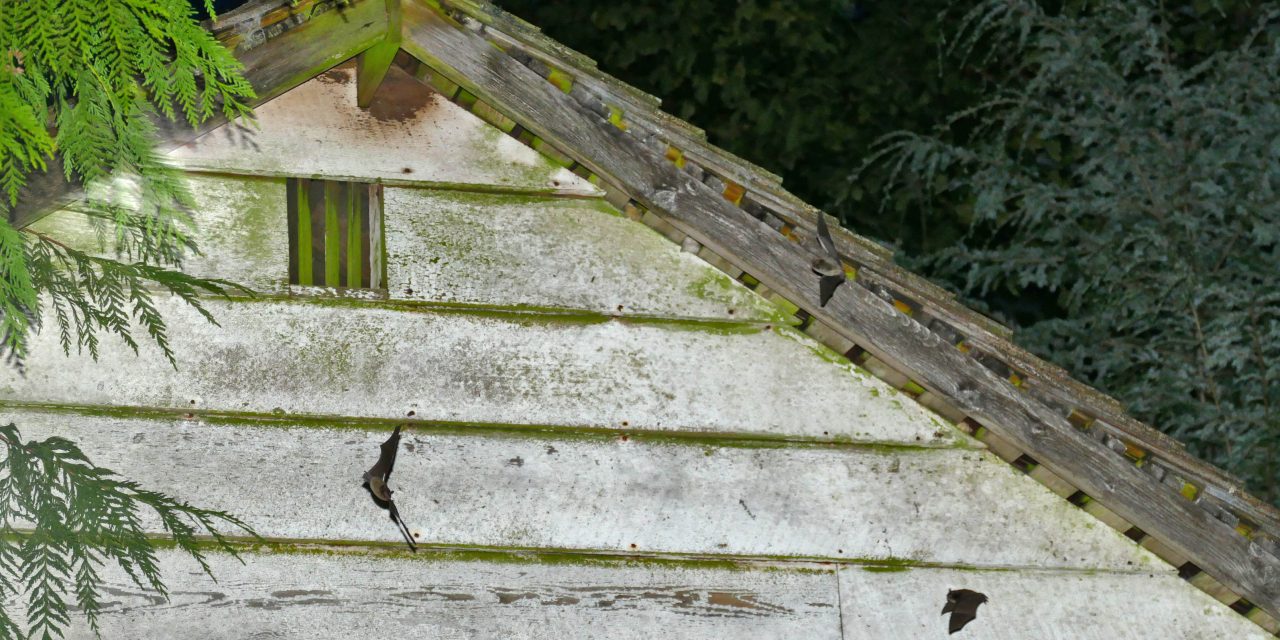 Citizen-scientists needed for annual Bat Count