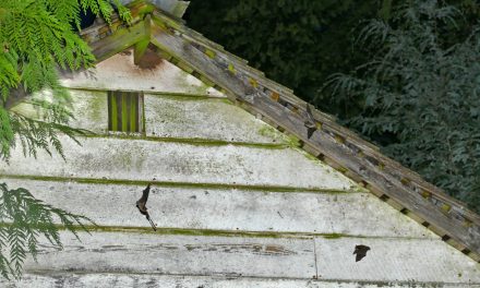 Citizen-scientists needed for annual Bat Count