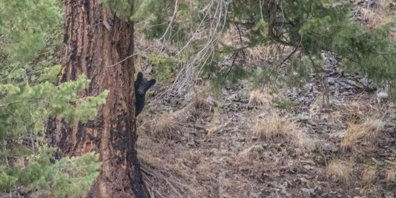 Little cub